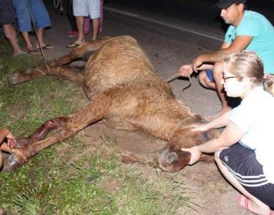 Sacrifício de cavalo acidentado gera polêmica