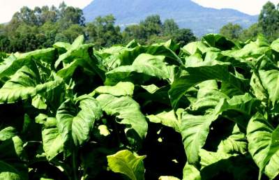 Os maiores produtores de tabaco do Brasil