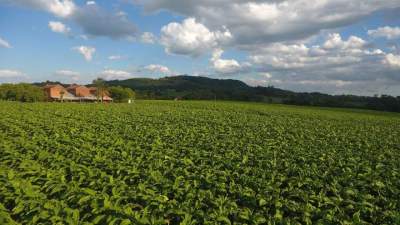 Rio Pardo sediará a 6ª Abertura Oficial da Colheita do Tabaco do Rio Grande do Sul